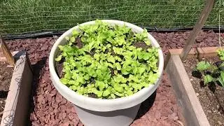 Grow Lettuce in Containers