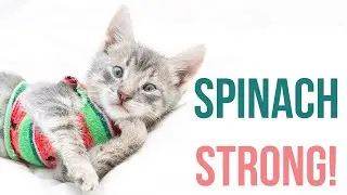 Spinach the Kitten Has Pectus Excavatum