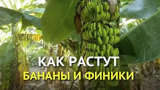 Как растут бананы и финики. Удивительные факты