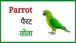 Birds Name । Name of Birds  पक्षियों के नाम । बर्ड्स नेम । Pakshiyon ke nam Hindi and English