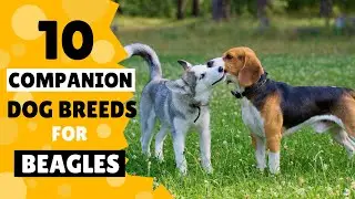 10 Best Companion Dog Breeds for your Beagle