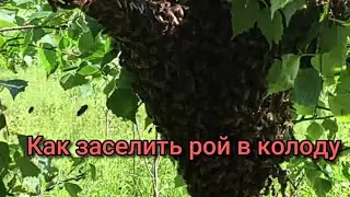 Заселение роя в колоду