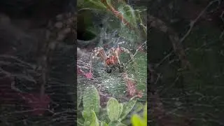 SPIDER vs ANT vs WIND!!! 🕷️🐜💨 