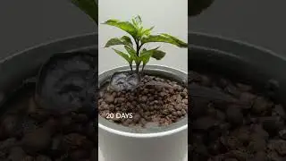 Lila Luzi Chili - Use code "BOXLAPSE" on botanium.se for 15% discount on their self-watering planter