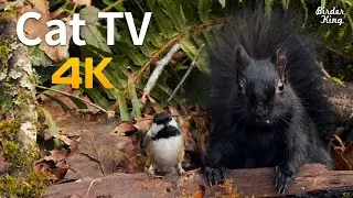 Videos for Cats and Dogs: 8 Hours of Birds and Squirrels - 4K UHD