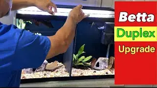 New Fish, New Plants and a Betta Tank Upgrade *My Local Fish Store Pick-Ups Revealed*