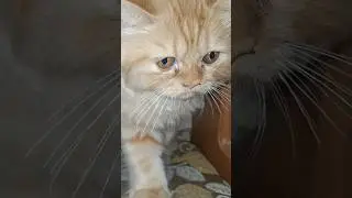 Cutest Kitten Ever? Watch This!