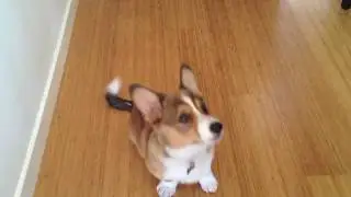 Bandit the Corgi Puppy Plays Dead (Bang Bang)