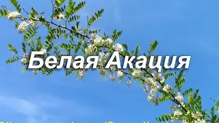 Белая Акация