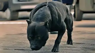 14 Most Dangerous Dog Breeds in the World 💀🚫