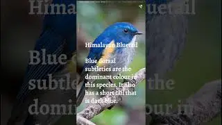 Blue Tails Birds | Birding Adventures  #birds #birdslover #bluetailbird #blue_birds