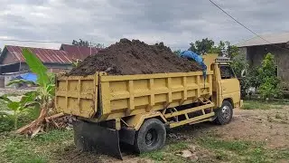 Truk Jomplang, Mobil Truk, Dump Truk Bongkar Muatan Tanah Timbunan Full Bak