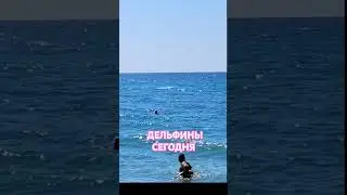 🐬ЗАРЯД ПРЕКРАСНОГО НАСТРОЕНИЕ - МИЛЫЕ ДЕЛЬФИНЫ С УТРА #море #сочи #Марияlifestyle