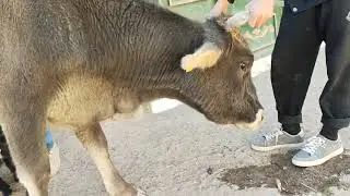 Телёнок сосаеть корову 🐮 