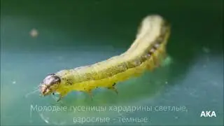 Совки и их энтомофаги