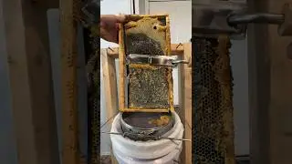 An emergency honey harvest 🍯