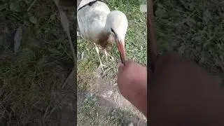 Игры с Яшей 