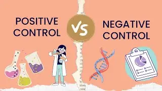 Positive Control vs Negative Control | Experimental Group