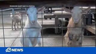 Baby Nigerian dwarf goats playing at the zoo