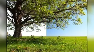 BLENDING ! A Powerful Technique to Remove Background From Trees In Photoshop