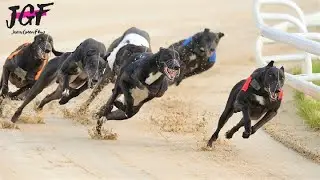 British greyhound racing  - Track race 480m