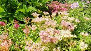 Footage. Bumblebees and bees collect nectar. Lots of bumblebees and bees on the flowers. 4K video.