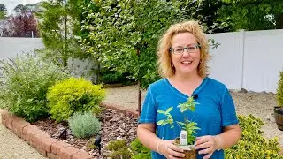 Perennial Plant Spacing Simplified