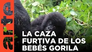 Bebés gorila en venta | ARTE.tv Documentales