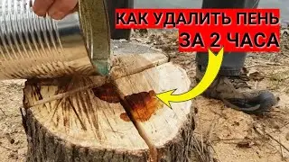 Как УДАЛИТЬ ПЕНЬ за 2 часа без селитры и костра