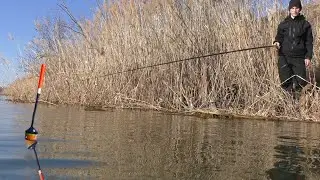 В этой ЛУЖЕ карась СОШЕЛ С УМА! Целый садок за пару часов! Не успеваем ловить..