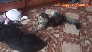Котенок Кузя с Тиной встречают Барона. Барон рассказал где он был.