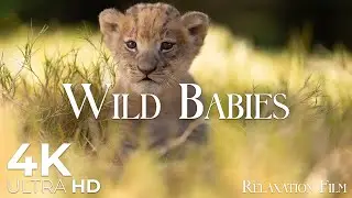 The Most Beautiful Wild Babies Animals in the World | Relaxation Film 4K Ultra HD