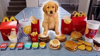 Summer Reviews McDonald’s Food! Puppy Taste Test