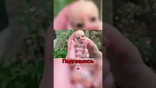 Существо с Человеческим Лицом Снятое на Камеру!😨 #shorts #существо #монстр