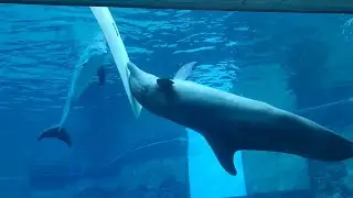 Apollo and Nicholas Playing - Clearwater Marine Aquarium - May 26, 2023