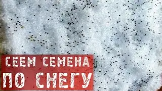 СЕЕМ МЕЛКИЕ СЕМЕНА ПО СНЕГУ!