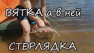 Вятка, Советск, успешная рыбалка со стерлядкой в прилове