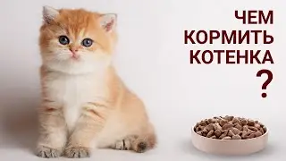 Чем кормить котенка