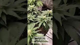 Day 19 of Flower 