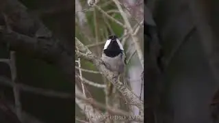 Coal tit singing in spring  #wildlife #birds #nature