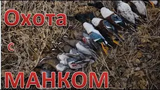 Охота на уток с МАНКОМ и махокрылом. Отличный результат. Duck hunting with MANK and flywing. 4K