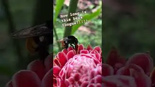 #bee