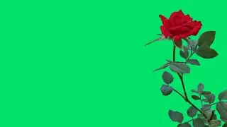 Red rose flower plant green screen video status | green screen red flower video