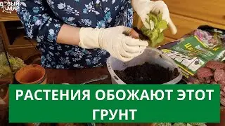 РАСТЕНИЯ ОБОЖАЮТ ЭТОТ ГРУНТ. ПОПРОБОВАЛА И УБЕДИЛАСЬ САМА