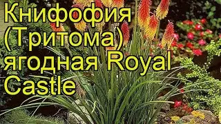 Книфофия ягодная Royal Castle. Краткий обзор, описание характеристик, где купить саженцы