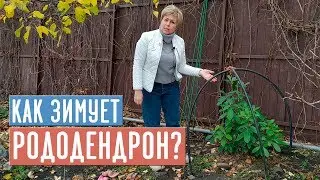 КОГДА УКРЫВАТЬ РОДОДЕНДРОН?  Делаем правильно укрытие, готовим к зиме / Садовый гид