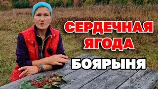 САМАЯ ПОЛЕЗНАЯ ДЛЯ СЕРДЦА ЯГОДА ДЛЯ ЗДОРОВЬЯ И ДОЛГОЛЕТИЯ БОЯРЫШНИК