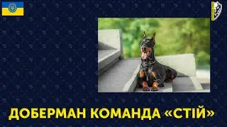 🇺🇦 ДОБЕРМАН КОМАНДА «СТІЙ» | ШКОЛА ДЛЯ СОБАК DRED