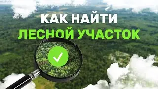 Как выбрать лесной участок. Как найти лесной участок. Аренда лесного участка