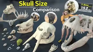 Skull Size Comparison | Animal Skull | Monster Skull | Birds Skull | Fictional Skull | Data ball